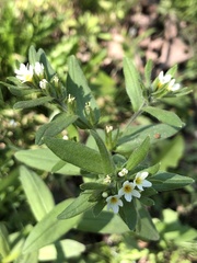 Buglossoides czernjajevii