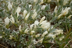 Astragalus gilviflorus