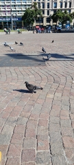 Columba livia domestica