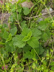 Marrubium peregrinum