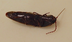 Diplostethus texanus