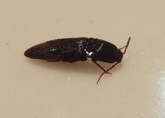 Diplostethus texanus