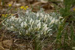 Astragalus gilviflorus