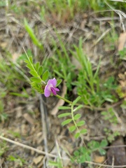 Vicia lathyroides