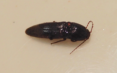 Diplostethus texanus