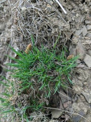 Dianthus humilis