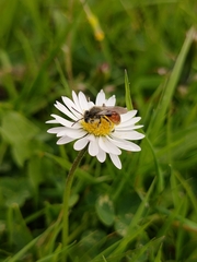 Andrena labiata