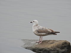 Larus argentatus