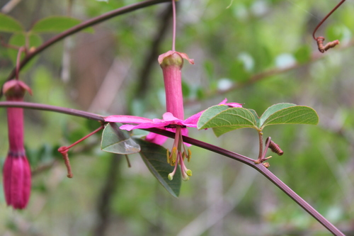 Passiflora gracilens