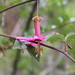 Passiflora gracilens - Photo (c) Michael A. Alcorn, some rights reserved (CC BY), uploaded by Michael A. Alcorn