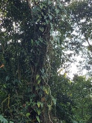 Philodendron longirrhizum