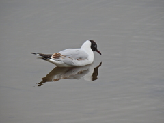 Chroicocephalus ridibundus