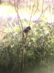 Junco hyemalis