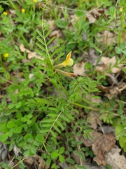 Vicia grandiflora