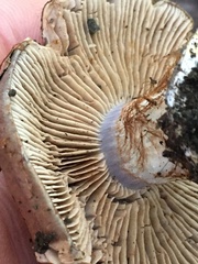Glaucopodes