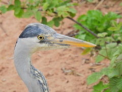 Ardea cinerea