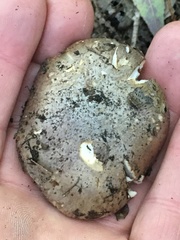 Glaucopodes