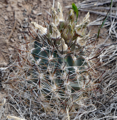Sclerocactus glaucus