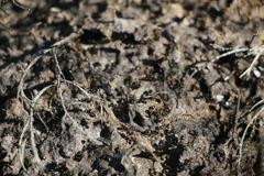 Crematogaster peringueyi