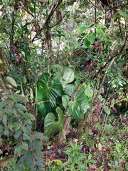 Anthurium angelopolisense