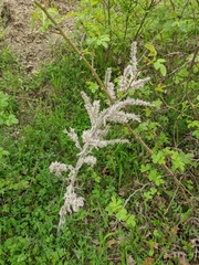 Echium italicum biebersteinii