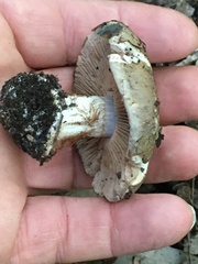 Glaucopodes