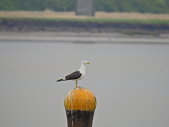 Larus fuscus
