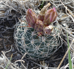 Sclerocactus glaucus