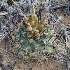 Sclerocactus glaucus