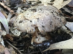 Glaucopodes