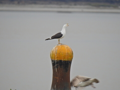 Larus fuscus