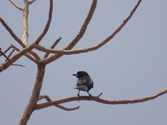 Bubalornis albirostris