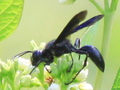 Sphecini