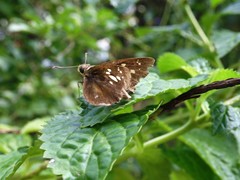Polytremis lubricans