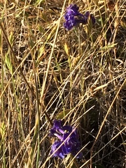 Delphinium decorum