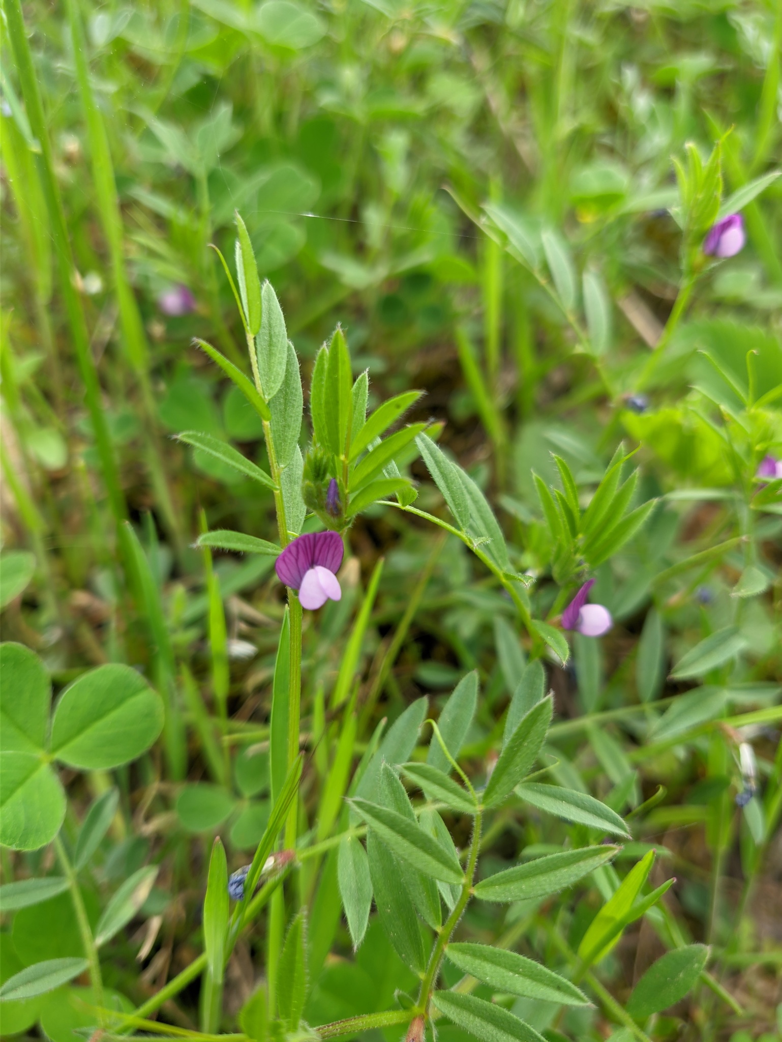Vicia lathyroides