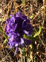 Delphinium decorum