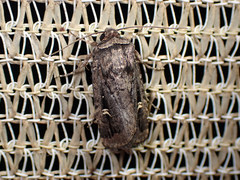 Proteuxoa microspila