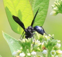 Sphecini
