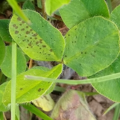 Leptosphaerulina trifolii