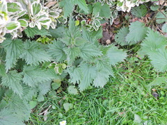 Urtica dioica