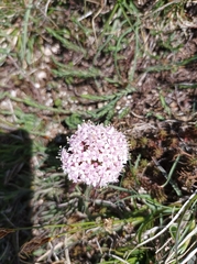 Valeriana tuberosa