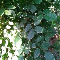 Polyscias balfouriana