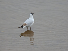 Chroicocephalus ridibundus