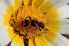 Trichodes umbellatarum