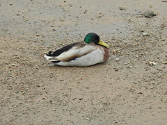 Anas platyrhynchos