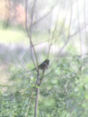 Junco hyemalis