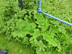 Arctium minus