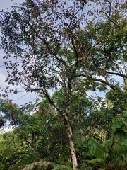 Miconia caudata