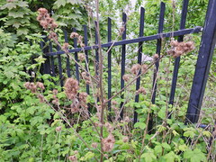 Arctium minus